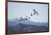 Snow Geese in Flight-DLILLC-Framed Photographic Print