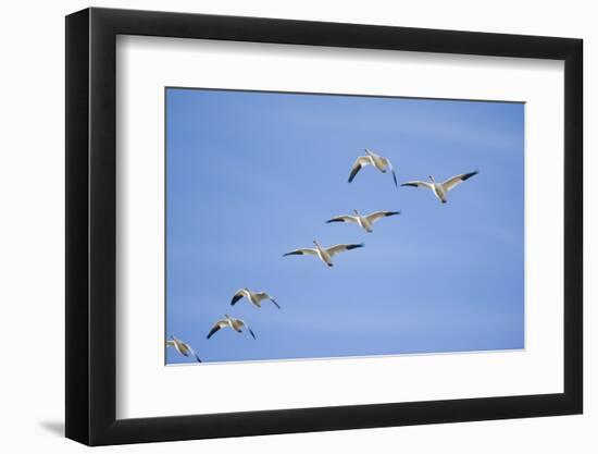 Snow Geese in Flight-DLILLC-Framed Photographic Print