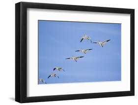 Snow Geese in Flight-DLILLC-Framed Photographic Print