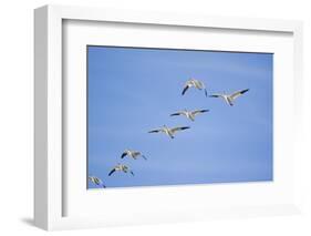 Snow Geese in Flight-DLILLC-Framed Photographic Print