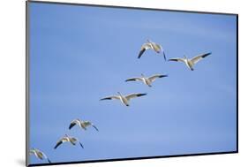 Snow Geese in Flight-DLILLC-Mounted Photographic Print