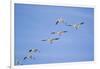 Snow Geese in Flight-DLILLC-Framed Photographic Print