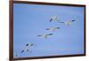 Snow Geese in Flight-DLILLC-Framed Photographic Print