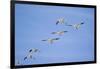 Snow Geese in Flight-DLILLC-Framed Photographic Print