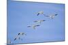 Snow Geese in Flight-DLILLC-Mounted Photographic Print