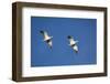 Snow Geese in Flight-DLILLC-Framed Photographic Print