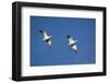 Snow Geese in Flight-DLILLC-Framed Photographic Print