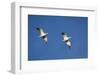 Snow Geese in Flight-DLILLC-Framed Photographic Print