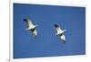 Snow Geese in Flight-DLILLC-Framed Photographic Print