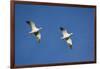 Snow Geese in Flight-DLILLC-Framed Photographic Print