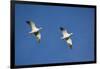 Snow Geese in Flight-DLILLC-Framed Photographic Print