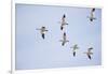 Snow Geese in Flight-DLILLC-Framed Photographic Print