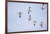 Snow Geese in Flight-DLILLC-Framed Photographic Print