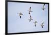 Snow Geese in Flight-DLILLC-Framed Photographic Print