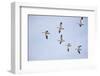 Snow Geese in Flight-DLILLC-Framed Photographic Print