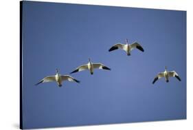 Snow Geese in Flight-DLILLC-Stretched Canvas