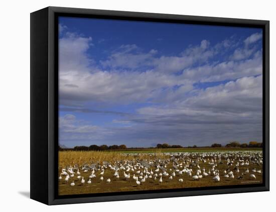 Snow Geese in Winter, Bosque Del Apache, New Mexico, USA-David Tipling-Framed Stretched Canvas