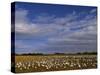 Snow Geese in Winter, Bosque Del Apache, New Mexico, USA-David Tipling-Stretched Canvas