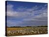 Snow Geese in Winter, Bosque Del Apache, New Mexico, USA-David Tipling-Stretched Canvas