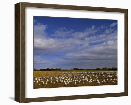 Snow Geese in Winter, Bosque Del Apache, New Mexico, USA-David Tipling-Framed Photographic Print