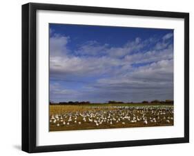 Snow Geese in Winter, Bosque Del Apache, New Mexico, USA-David Tipling-Framed Photographic Print