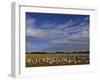 Snow Geese in Winter, Bosque Del Apache, New Mexico, USA-David Tipling-Framed Photographic Print