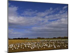 Snow Geese in Winter, Bosque Del Apache, New Mexico, USA-David Tipling-Mounted Photographic Print