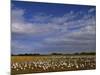 Snow Geese in Winter, Bosque Del Apache, New Mexico, USA-David Tipling-Mounted Photographic Print