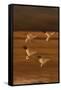 Snow Geese Landing-DLILLC-Framed Stretched Canvas