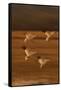Snow Geese Landing-DLILLC-Framed Stretched Canvas