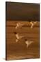Snow Geese Landing-DLILLC-Stretched Canvas