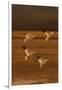 Snow Geese Landing-DLILLC-Framed Photographic Print