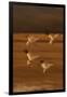 Snow Geese Landing-DLILLC-Framed Photographic Print