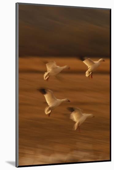 Snow Geese Landing-DLILLC-Mounted Photographic Print