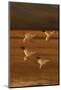 Snow Geese Landing-DLILLC-Mounted Photographic Print