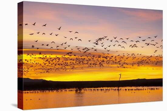 Snow Geese Leaving Roost Site before Dawn-null-Stretched Canvas