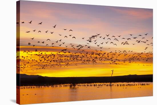 Snow Geese Leaving Roost Site before Dawn-null-Stretched Canvas