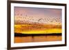 Snow Geese Leaving Roost Site before Dawn-null-Framed Photographic Print