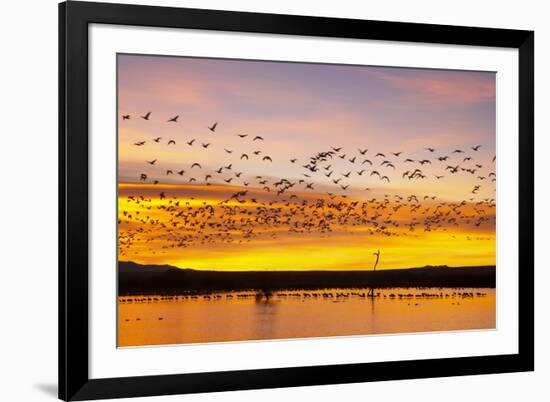 Snow Geese Leaving Roost Site before Dawn-null-Framed Photographic Print