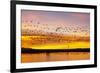 Snow Geese Leaving Roost Site before Dawn-null-Framed Photographic Print