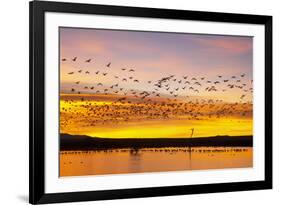 Snow Geese Leaving Roost Site before Dawn-null-Framed Photographic Print