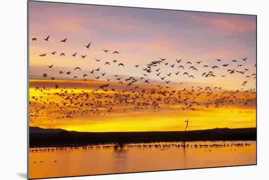 Snow Geese Leaving Roost Site before Dawn-null-Mounted Photographic Print