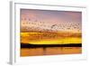 Snow Geese Leaving Roost Site before Dawn-null-Framed Photographic Print