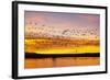 Snow Geese Leaving Roost Site before Dawn-null-Framed Photographic Print