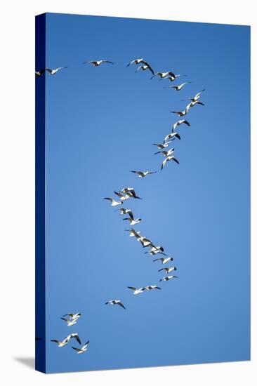 Snow Geese, New Mexico-Paul Souders-Stretched Canvas