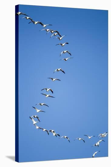 Snow Geese, New Mexico-Paul Souders-Stretched Canvas