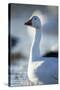 Snow Geese, New Mexico-Paul Souders-Stretched Canvas