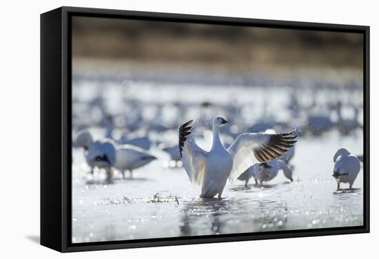 Snow Geese, New Mexico-Paul Souders-Framed Stretched Canvas