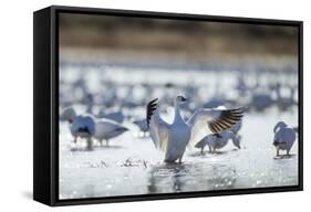 Snow Geese, New Mexico-Paul Souders-Framed Stretched Canvas