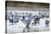 Snow Geese, New Mexico-Paul Souders-Stretched Canvas